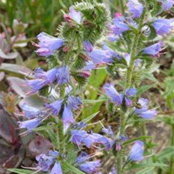 echium_vulgare_GM_Q1.jpg