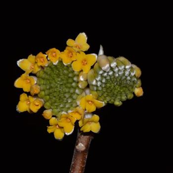 Edgeworthia_chrysanthemum_Grandiflorum_q.jpg