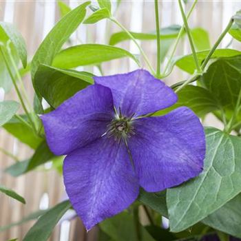 Clematis 'Jackmanii'