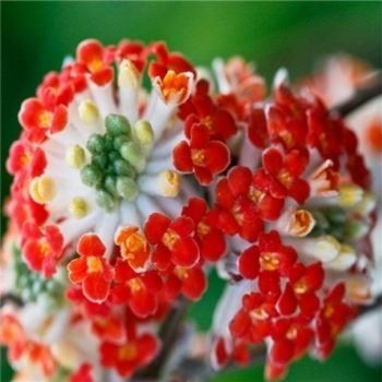 Edgeworthia_chrysanthemum_Red_Dragon.jpg