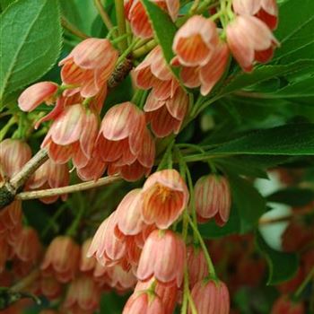 Enkianthus_campanulatus_Red_Bells_3.jpg