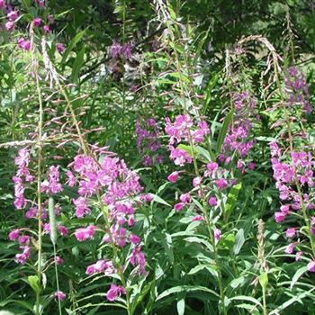 epilobium_angustifolium_GM_R2.jpg