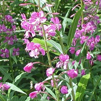 epilobium_angustifolium_GM_Q1.jpg