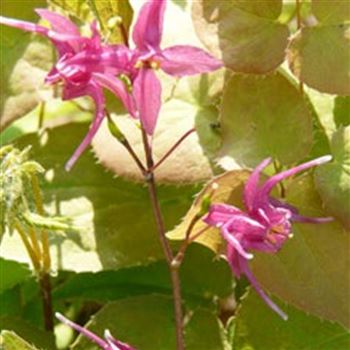 epimedium_grandiflorum_rose_queen_GM_Q1.jpg