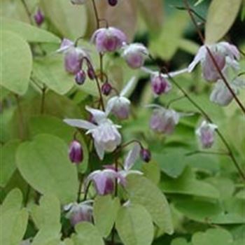 epimedium_x_youngianum_roseum_GM_R2.jpg