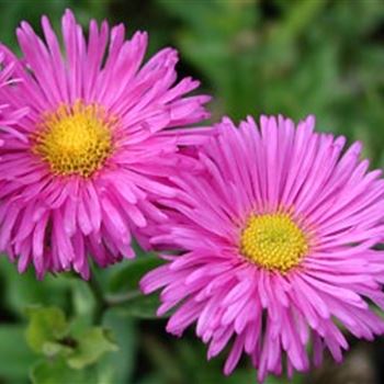 Erigeron_Rotes_Meer.jpg