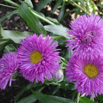 erigeron_speciosus_hybride_schwarzes_meer_GM_R2.jpg