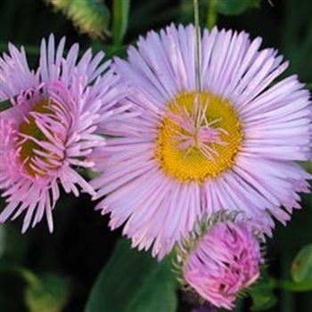 erigeron_spec_hyb_rosa_triumph_GM_Q1.jpg