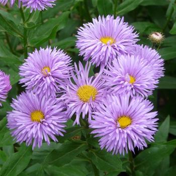 erigeron_speciosus_hybride_adria_GM_R3.jpg