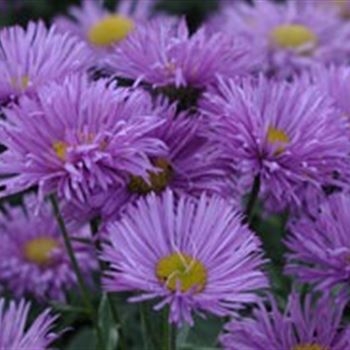 erigeron_speciosus_hyb_dunkelste_aller_GM_R2.jpg