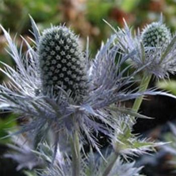 eryngium_alpinum_blue_star_GM_Q1.jpg