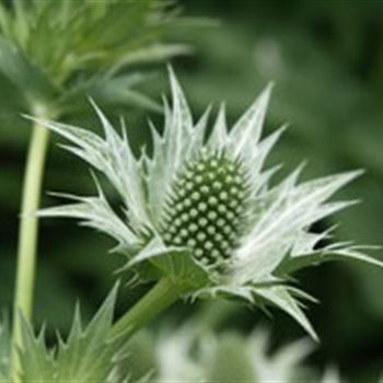 eryngium_giganteum_GM_Q1.jpg