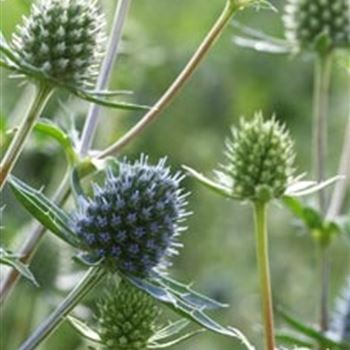 eryngium_planum_blauer_zwerg_GM_Q1.jpg