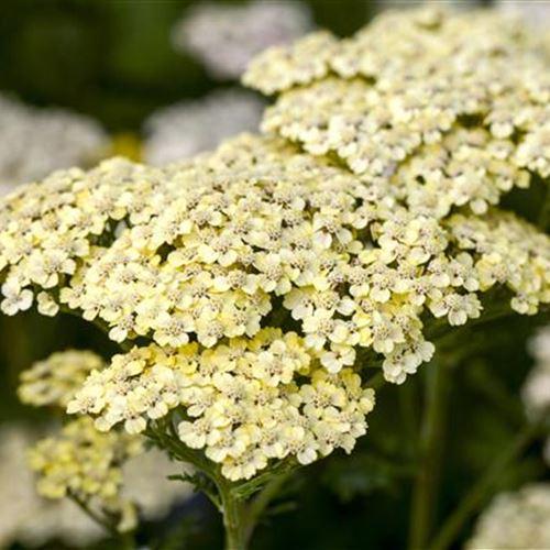 Achillea filipendulina 'Credo'