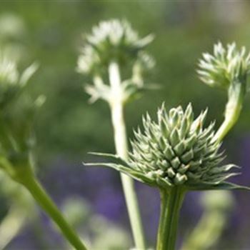 eryngium_yuccifolium_GM_R2.jpg