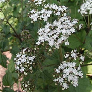 eupatorium_rugosum_GM_R2.jpg