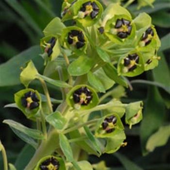 euphorbia_characias_black_pearl_R2.jpg