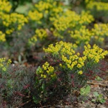 euphorbia_cyparissias_fens_ruby_GM_R2.jpg