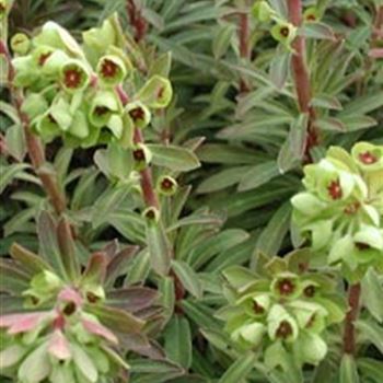 euphorbia_martinii_GM_R2.jpg