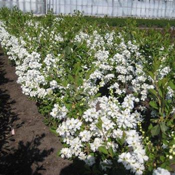 Exochorda_Magical_Springtime_2.jpg