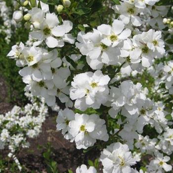 Exochorda_Magical_Springtime_1.jpg