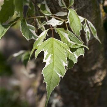 Acer negundo 'Variegatum'