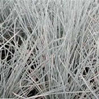 festuca_cinerea_hybride_elijah_blue_GM_Q1.jpg