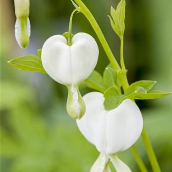 Dicentra spectabilis 'Alba'