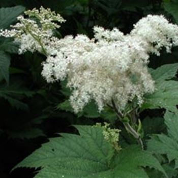 filipendula_kamtschatica_GM_Q1.jpg