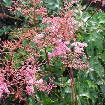 filipendula_palmata_GM_R2.jpg