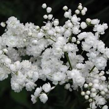 filipendula_vulgaris_plena_GM_Q1.jpg