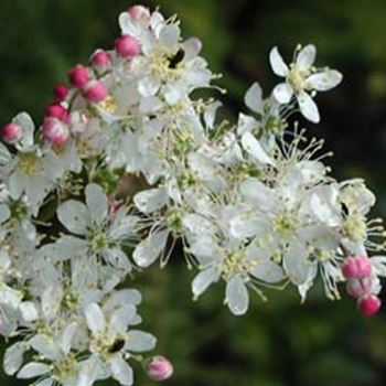 filipendula_vulgaris_GM_1.jpg