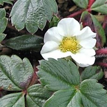 fragaria_chiloense_chaval_GM_Q1.jpg