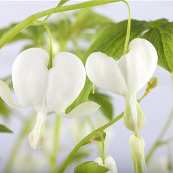 Dicentra spectabilis 'Alba'