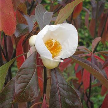 Franklinia_alatamaha_J_Hartwich_R4.jpg