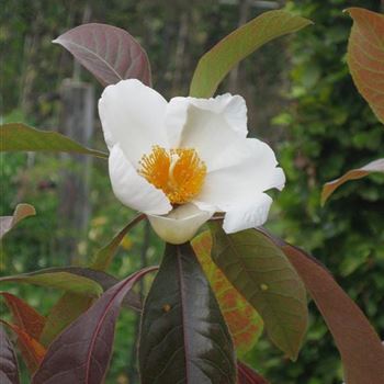 Franklinia_alatamaha_J_Hartwich_R2.jpg