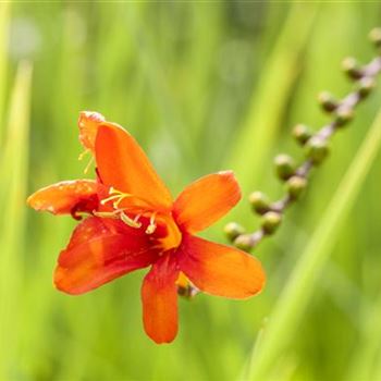 Crocosmia x crocosmiiflora