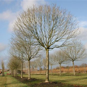FENA_Sol_baum_6xv_STU50-60+_G_ESCH_2_24_11_06_15012.jpg