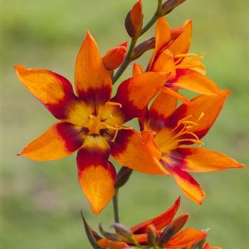 Crocosmia x crocosmiiflora