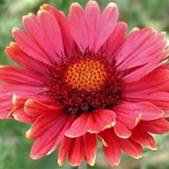 gaillardia_hybr_burgunder_GM_Q1.jpg