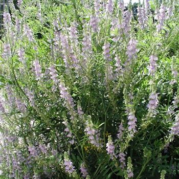 galega_officinalis_GM_R2.jpg