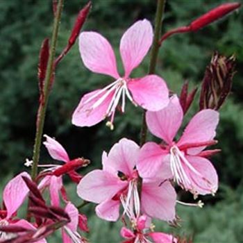 gaura_lindheimeri_siskiou_pink_GM_1.jpg