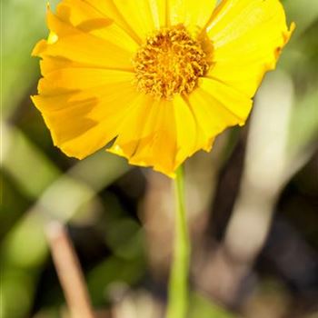 Coreopsis grandiflora 'Schnittgold'