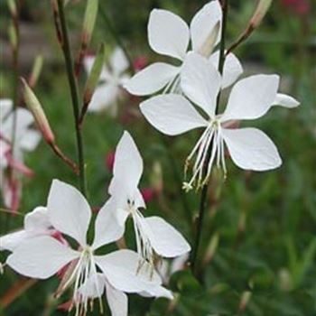 gaura_lindheimeri_whirling_butterflies_GM_Q1.jpg