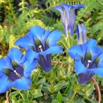 gentiana_acaulis_GM_R2.jpg