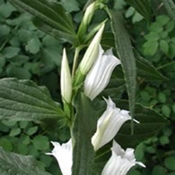 gentiana_asclepiadea_alba_GM_R2.jpg