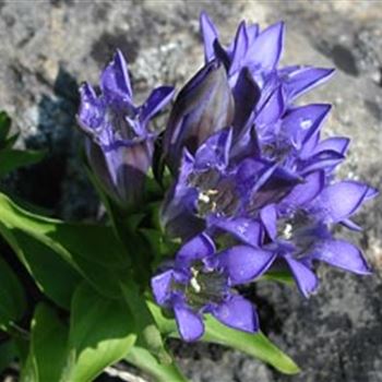 gentiana_septemfida_ssp_lagodechiana_GM_1.jpg