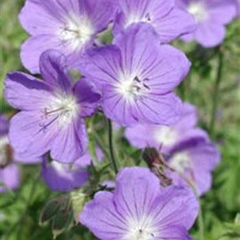 geranium_hyb_brookside_GM_R2.jpg