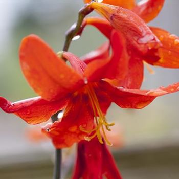 Crocosmia x crocosmiiflora 'Babylon'