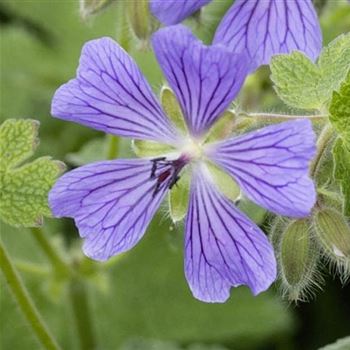 Geranium_renardii_Philippe_Vapelle_LU_Q1.jpg